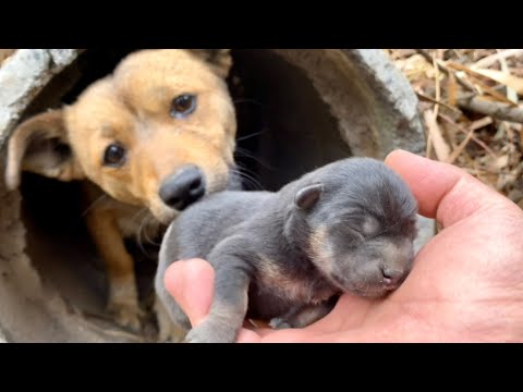 A stray dog 🐶 mom led me through the forest and found her starving puppies. 🥰😘❤💪🐶🐕