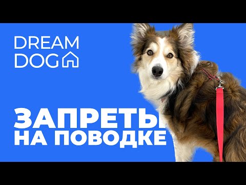 Запреты на поводке 🐶 Как отучить собаку подбирать с пола