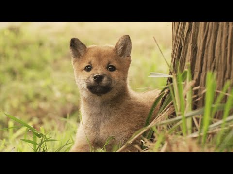 【向日葵与幼犬的7天】在日本,狗狗被抓进收容所,7天后就会被推进焚烧炉「一语道破电影」