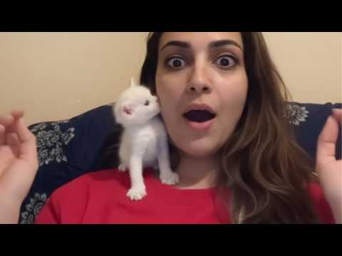 Cat Picks You As His "Favorite Person" 😻 Cute Cat and Human Moments