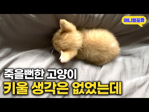 "너 내 집사가 되라" 귀여운 아기 고양이 구해줬더니 집사가 되었다 I KBS 동물은 훌륭하다 250317 방송