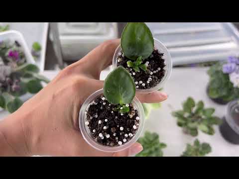 Sale of violets from Novokuznetsk for 08/04/25 WhatsApp +79089505440