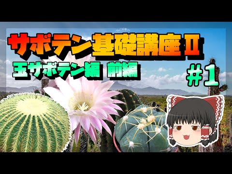 【ゆっくり解説】サボテン基礎講座Ⅱ 玉サボテン編・前編【リメイク】