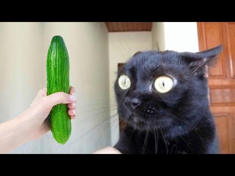 Les animaux les plus drôles te feront mourir de rire 😂