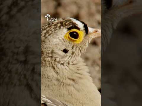 Red Necked Falcon's Insane Mid-Air Hunt
