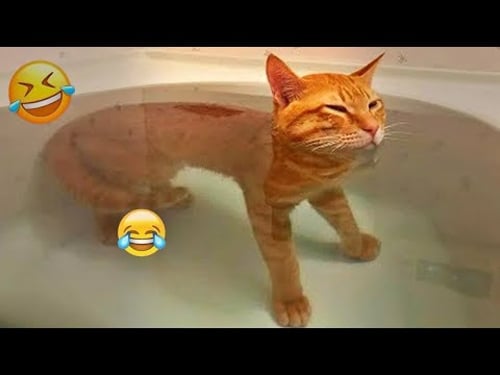 Nuevos clips de gatos y perros más divertidos de 2025 😹🐶Intenta no reírte 😂😜 Parte 8