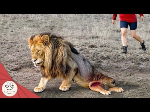 40 Animals That Asked People for Help & Kindness! | Best moment of 2024!