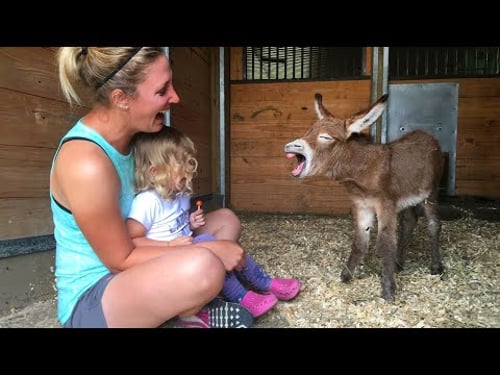 Can you watch these FUNNY ANIMALS videos without laughing - Funniest ANIMAL Videos 2024