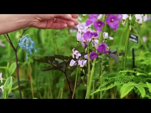 Chelsea Flower Show 2025's Show-Stoppers