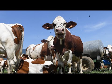 Dermatose bovine : "Il est fort probable que ça devienne une maladie endémique de la France"