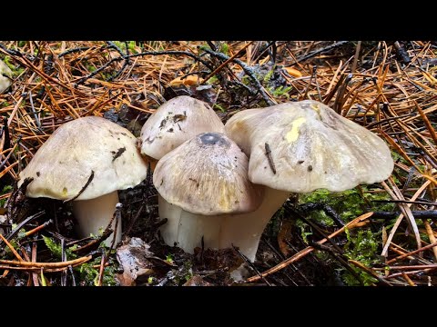 DECEMBER!! The forest is still full of mushrooms! Family mushroom picking
