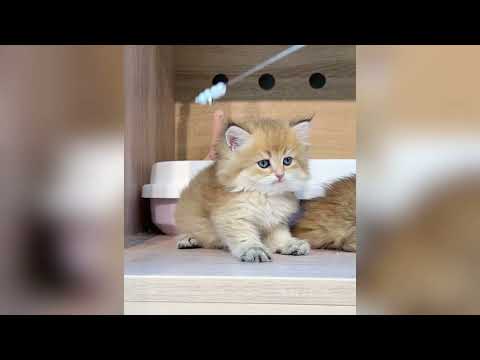 Les créatures les plus adorables vont égayer ta journée ♥