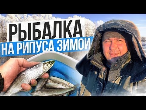ЛОВЛЯ РИПУСА ЗИМОЙ от А до Я. Снасти, Хлопушка и Тактика ловли. Уникальное Озеро Увильды.