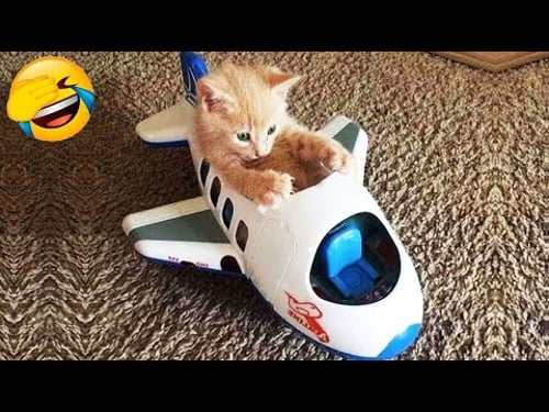 Nuevos clips de gatos y perros más divertidos de 2025 😼🐶Intenta no reírte 😂 Parte 5