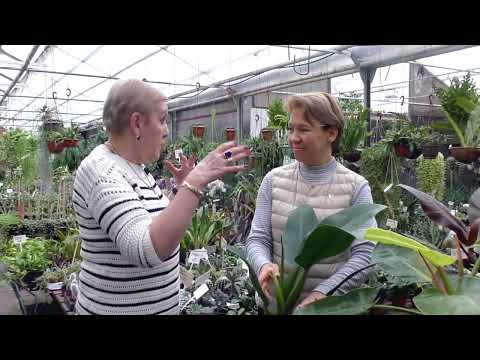 Кустовые филодендроны.