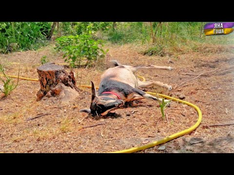 Что с козой? Такие вот будни на Крымском Хуторе.