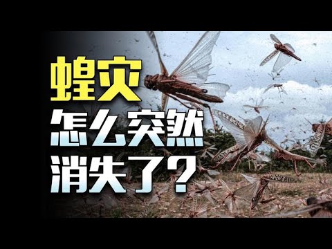橫掃中國千年的蝗災,為何突然消失了?