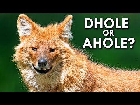 Dholes Are The Bane Of Tigers Everywhere