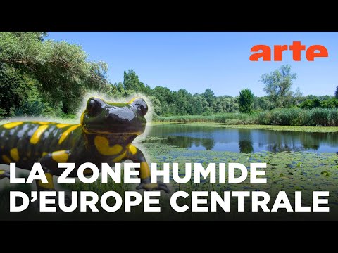 La vallée de la Drave | Au coeur de l’Amazonie européenne | ARTE Family