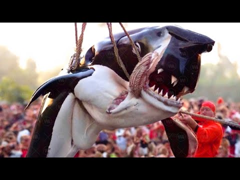 Она Выглядела как Нормальная Косатка, Пока Кто-то не Поймал Ее