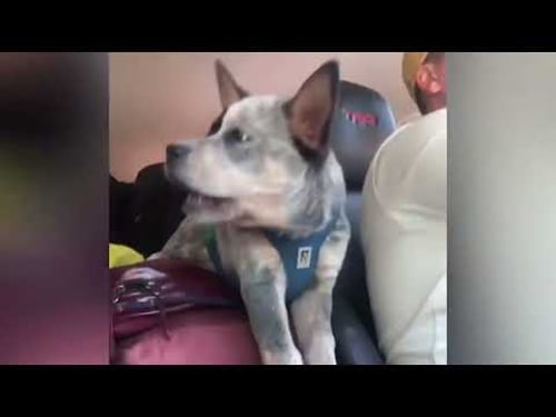 Lustige Tiere, die Freude in deinen Tag bringen ♥