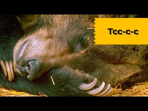 Как спит медведь? Наталья Носова.