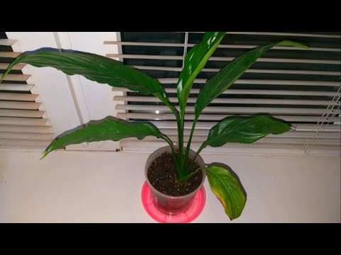 Лечим спатифиллум от грибковой болезни