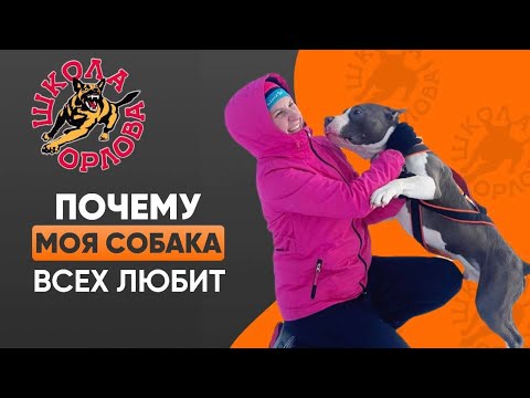 Почему собака всех любит, и что с этим делать?