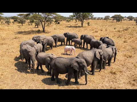 This Baby Albino Elephant Couldn't Survive, Then THE Herd Did Something Incredible