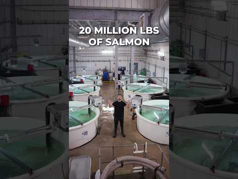Inside a Salmon MEGA Farm (20 million lbs)