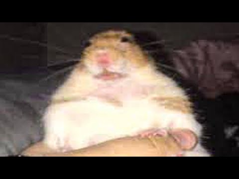 Hamsters die from literally anything