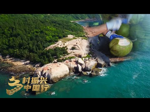 海南文昌:如何挑出好椰子?敲一敲、拍一拍!“椰子之乡”年产7000多万个椰子,产值达25亿元 「乡村振兴中国行」| 财经风云