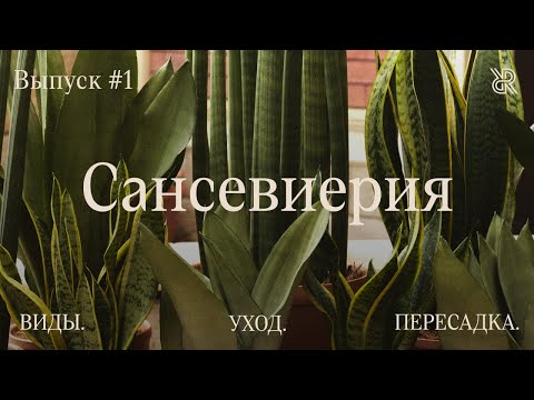 Пусти домой корни #1. Сансевиерия. Виды, уход и мифы о растении