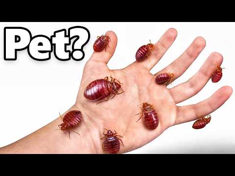 I Got Pet Bed Bugs (yes, really)