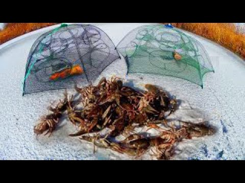 Зима! ЛОВЛЯ РАКОВ на МИНТАЙ - Неплохо! Проверка Раколовок - №2!