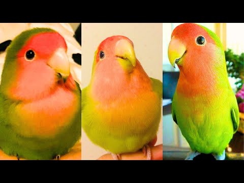 FUNNY AND CUTE PARROTS - TRY NOT TO LAUGH!