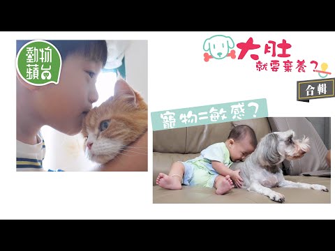 大肚就要棄養?2位寵主堅持毛孩是家人懷孕堅拒棄養 醫生話你知嬰兒與毛茸茸寵物相處對抵抗力有冇影響 訓犬師教路迎接小主人必學4招 #動物蘋台—果籽 香港 Apple Daily—20190809