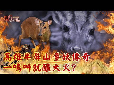 高雄半屏山麞妖傳奇 一鳴叫就釀大火?--@現代啟示錄 網路獨播版精華