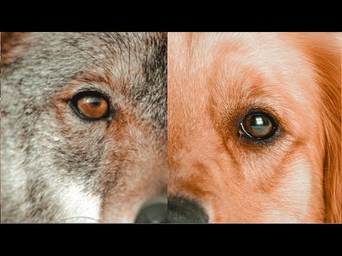 🧬 Как ВОЛК превратился в СОБАКУ — реальная история | ПЕРВЫЙ «ПЁС» в истории — как всё началось?