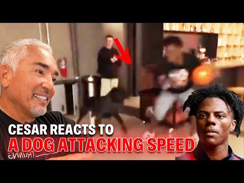 Animals Speak Energy. Humans Need to Listen | Cesar Reacts