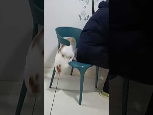 Funny Animals Videos ๐ - Funniest Cats and Dogs ๐ธ๐ถ