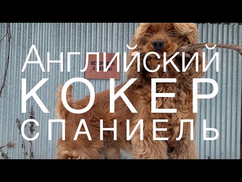 МИФ или ПРАВДА?! НЕ ЗАВОДИТЕ АНГЛИЙСКОГО КОКЕРА, НЕ ПОСМОТРЕВ ЭТО ВИДЕО! ЧЕСТНЫЙ ОТЗЫВ ВЛАДЕЛЬЦА!!!