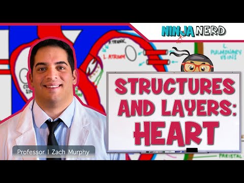Cardiovascular | Structures and Layers of the Heart