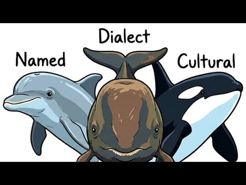 Every Sea Animal That Uses Language Explained in 22 Minutes