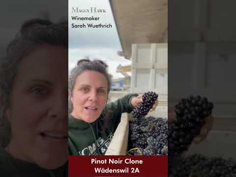 Pinot Noir Clone Secrets WaΜdenswil 2A with Sarah Wuethrich, Maggy Hawk #pinotnoir #winemaker