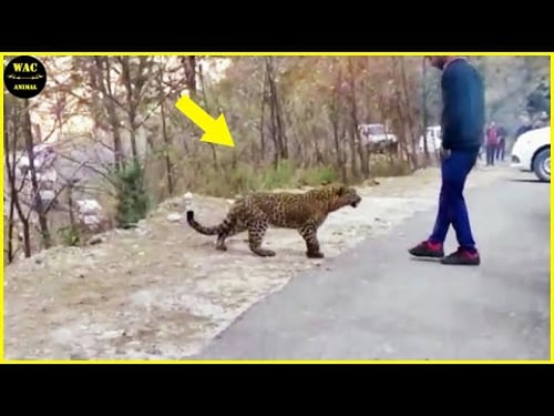 50 Animals That Asked People for Help & Kindness Caught On Camera !Best moment of 2024! #130