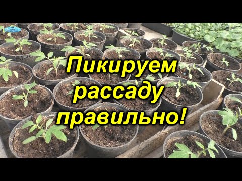 Как правильно пикировать томаты - все тонкости и нюансы! Когда и как нужно пикировать рассаду.