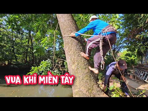 Due to a shortage of manpower, the Monkey King had to cut down the mahogany tree much harder than...