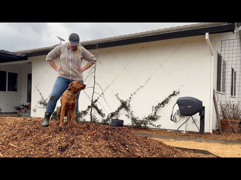 Planting up the Secret Shade Garden and Lavender Twist Redbud with My Totally "Normal" Dog! ππ