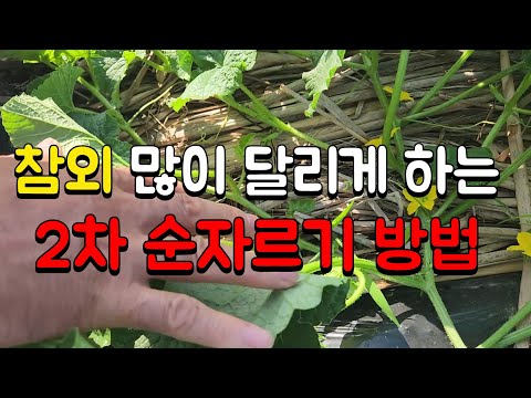 참외 2차 순자르는 방법 ,시기📍 참외가 주렁주렁 달리게 하는 다수확 방법 📍참외순정리 ,적심
